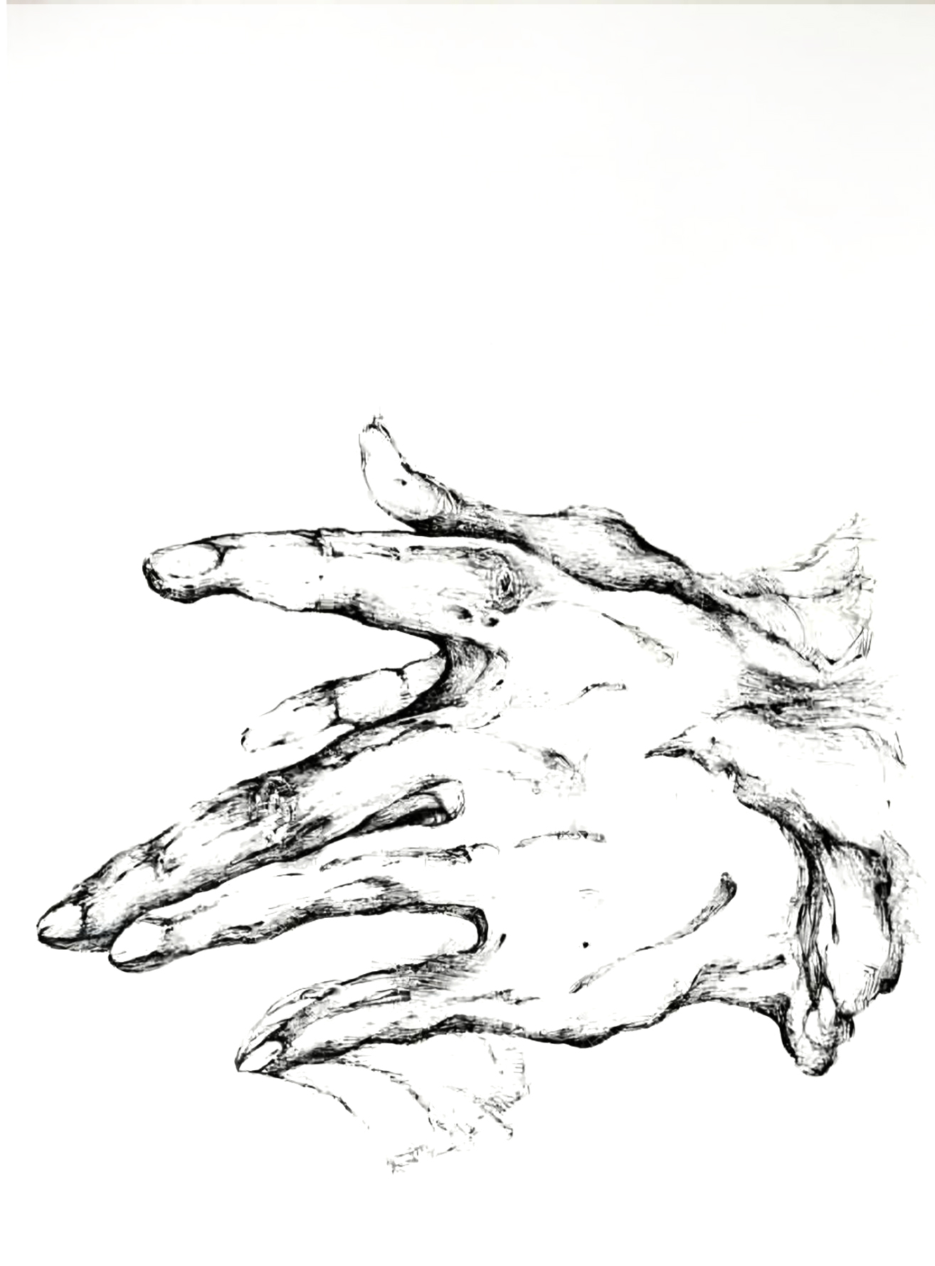 Free Bird, pen on paper, splayed fingers rendered in sparse fluid line